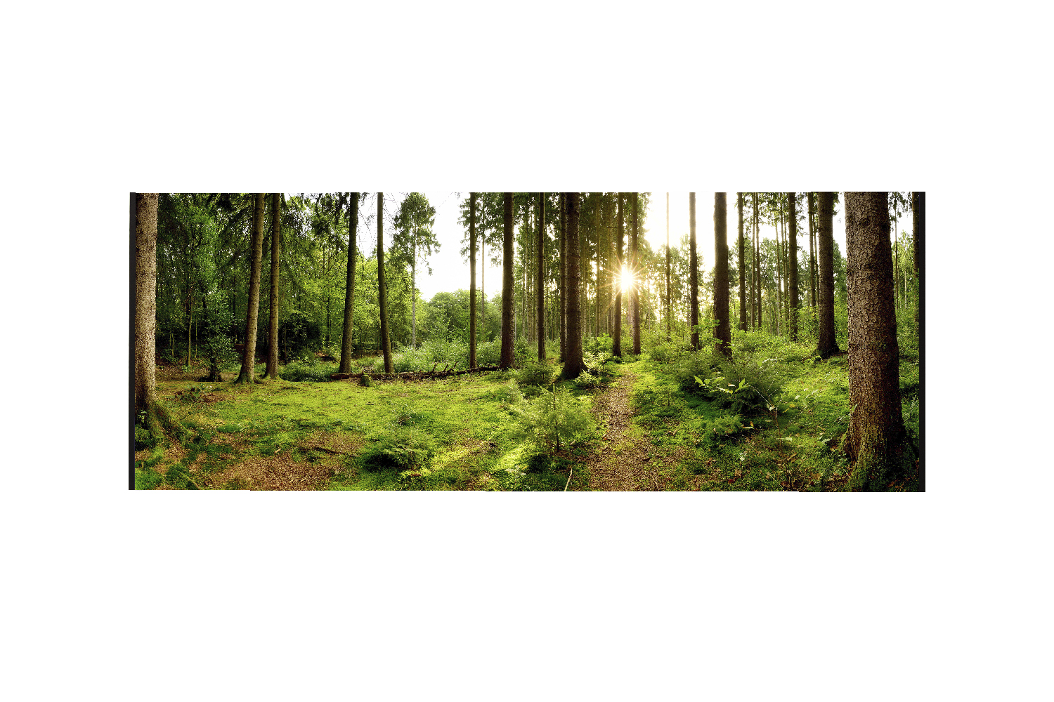 Badnische Waldweg